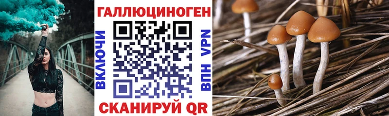 ссылка на мегу рабочий сайт  Шадринск  Галлюциногенные грибы Psilocybine cubensis 